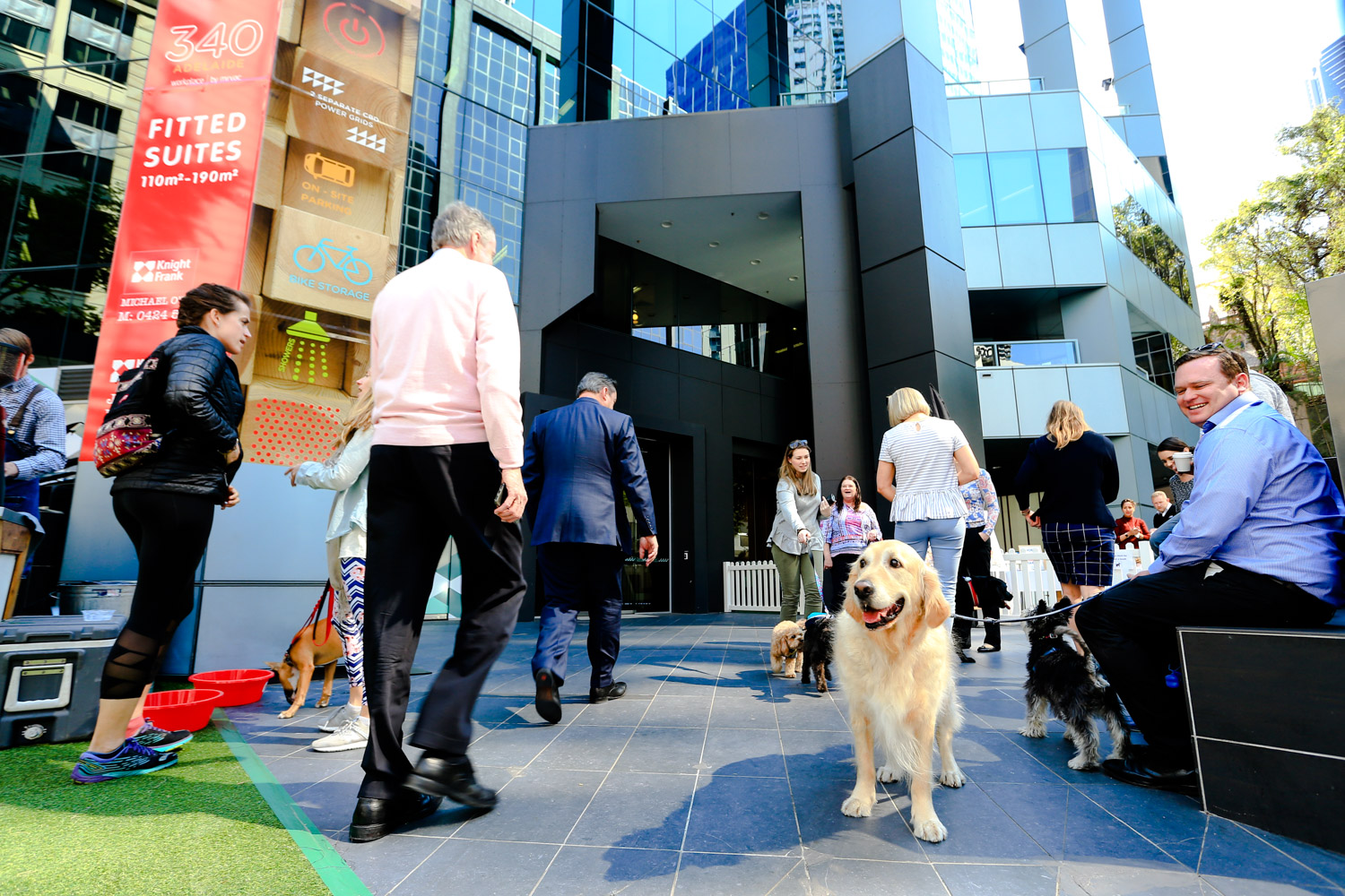 Dog and people outside of office building in Brisbane
