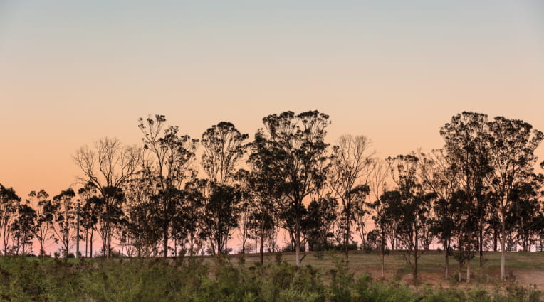 Rural land with trees on horizon